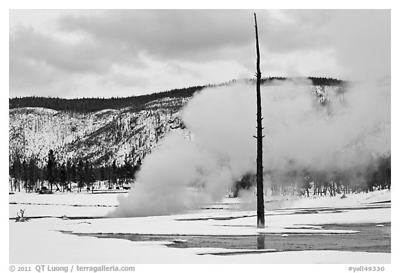 Tree skeleton and thermal steam, Biscuit Basin. Yellowstone National Park (black and white)