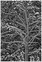 Close up of tree with snow. Yellowstone National Park ( black and white)