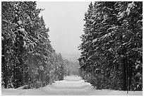 Snow-covered road. Yellowstone National Park, Wyoming, USA. (black and white)