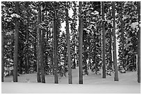 Pine forest in winter. Yellowstone National Park ( black and white)