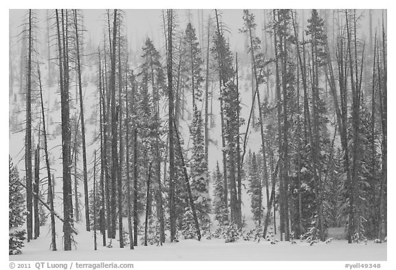 Forest in snow storm. Yellowstone National Park (black and white)