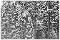 Forest with snow falling. Yellowstone National Park ( black and white)