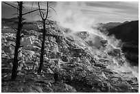 Canary Springs, morning. Yellowstone National Park ( black and white)