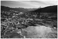 Pool, travertine terraces, and dead trees, Mammoth Hot Springs. Yellowstone National Park ( black and white)