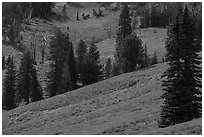 Slopes with wildflowers and conifers, Dunraven Pass. Yellowstone National Park ( black and white)