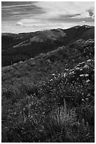 Summer wildflowers and Mount Washburn. Yellowstone National Park ( black and white)