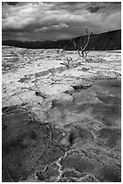 Travertine terraces and dead trees, Mammoth Hot Springs, afternoon. Yellowstone National Park ( black and white)