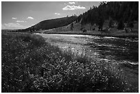 Summer Wildflowers and Firehole River. Yellowstone National Park ( black and white)