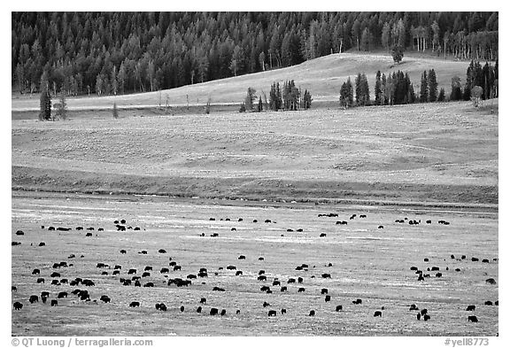Buffalo herd in Lamar Valley, dawn. Yellowstone National Park (black and white)