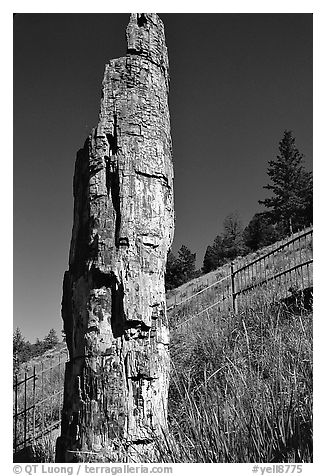Petrified tree. Yellowstone National Park (black and white)
