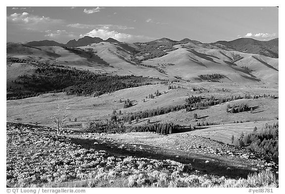Bushes and rolling Hills in summer, Specimen ridge. Yellowstone National Park (black and white)