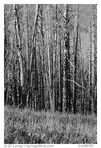 Lupine at the base of burned forest. Yellowstone National Park (black and white)