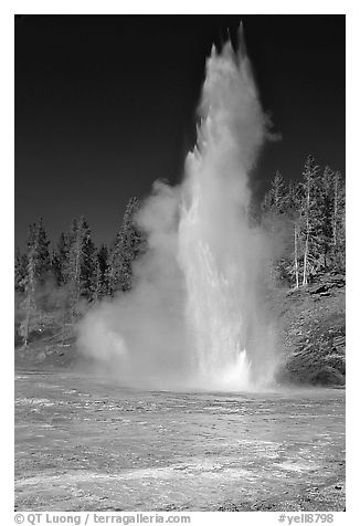 Grand Geyser,  tallest of the regularly erupting geysers in the Park. Yellowstone National Park (black and white)