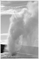 Old Faithful Geyser erupting, afternoon. Yellowstone National Park, Wyoming, USA. (black and white)