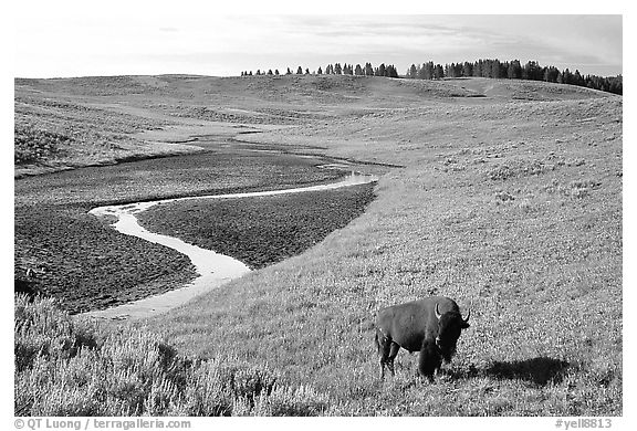 Bison and creek, Hayden Valley. Yellowstone National Park, Wyoming, USA.