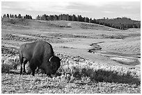 Buffalo, Hayden Valley. Yellowstone National Park, Wyoming, USA. (black and white)