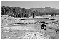 Buffalo in creek, Hayden Valley. Yellowstone National Park, Wyoming, USA. (black and white)