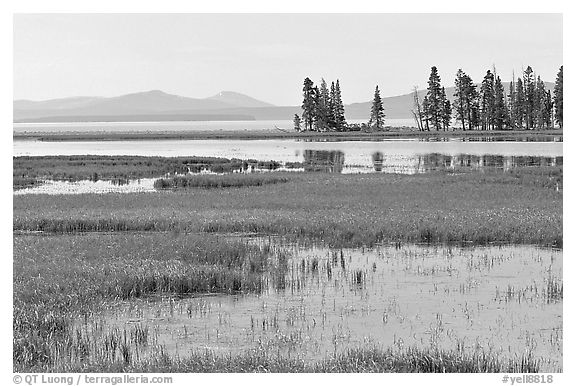 Grasses and Yellowstone Lake near Stemboat Point, morning. Yellowstone National Park (black and white)