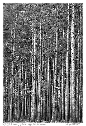 Dense Lodgepole pine forest, dusk. Yellowstone National Park (black and white)