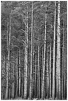 Dense Lodgepole pine forest, dusk. Yellowstone National Park, Wyoming, USA. (black and white)