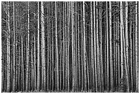 Densely clustered lodgepine tree trunks, dusk. Yellowstone National Park, Wyoming, USA. (black and white)