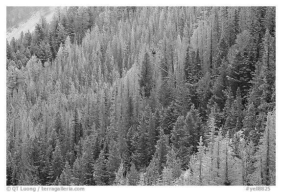 Frosted trees. Yellowstone National Park (black and white)