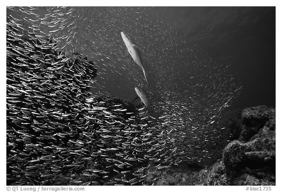 School of baitfish fleeing predator fish. Biscayne National Park (black and white)