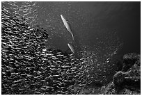 School of baitfish fleeing predator fish. Biscayne National Park ( black and white)