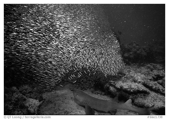 School of baitfish and nurse shark on sea floor. Biscayne National Park, Florida, USA.