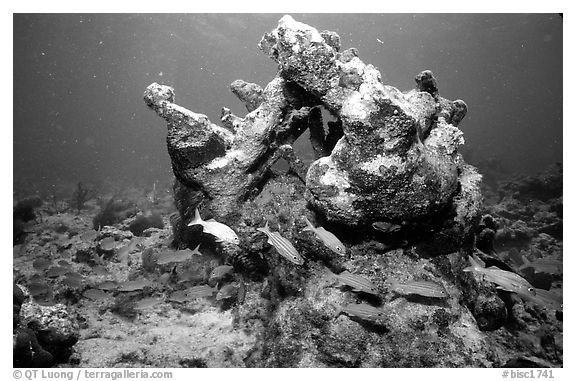 Coral. Biscayne National Park (black and white)