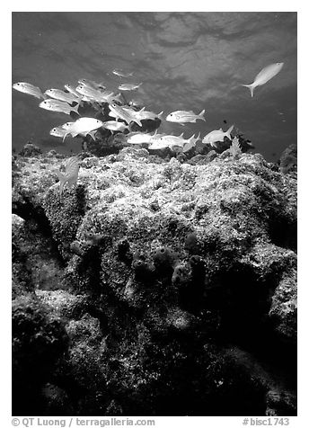 Coral and smallmouth grunts. Biscayne National Park (black and white)