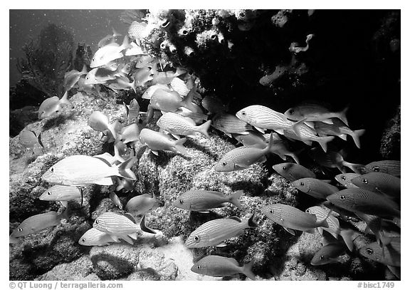 School of yellow snappers and rock. Biscayne National Park (black and white)