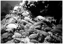 School of yellow snappers and rock. Biscayne National Park, Florida, USA. (black and white)