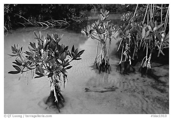 Small mangrove shrubs, Elliott Key. Biscayne National Park (black and white)
