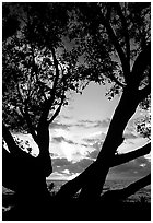 Sunrise framed by tree, Elliott Key. Biscayne National Park, Florida, USA. (black and white)
