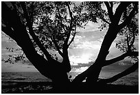 Tree and sunrise over ocean, Elliott Key. Biscayne National Park, Florida, USA. (black and white)