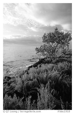 Saltwart plant community and tree on Atlantic coast, Elliott Key. Biscayne National Park (black and white)