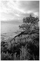 Saltwart plant community and tree on Atlantic coast, Elliott Key. Biscayne National Park, Florida, USA. (black and white)