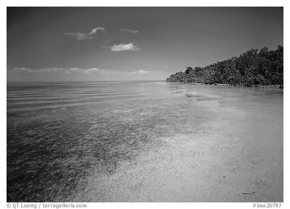 Shoreline and seagrass on Elliott Key near the harbor. Biscayne National Park (black and white)