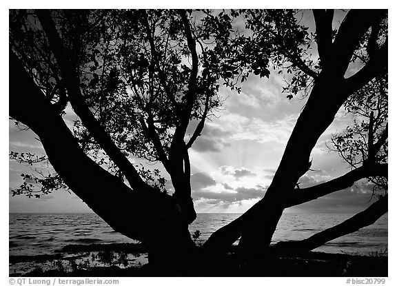 Sunrise framed by tree, Elliott Key. Biscayne National Park (black and white)