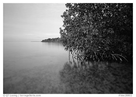 Coastal wetland community of mangroves at dusk, Elliott Key. Biscayne National Park (black and white)