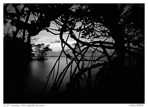 Silhouetted mangroves at dusk. Biscayne National Park, Florida, USA.