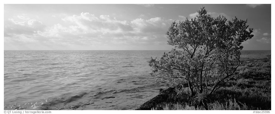 Tree on Atlantic Ocean shore. Biscayne National Park (black and white)