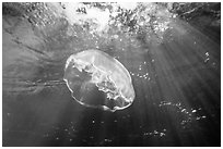 Jellyfish and sunrays below mangroves. Biscayne National Park ( black and white)