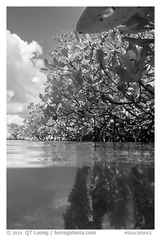 Over and underwater view of mangroves. Biscayne National Park (black and white)