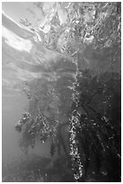 Mangrove roots and surface reflections. Biscayne National Park ( black and white)