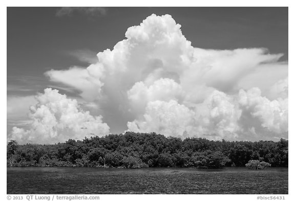 Cumulonimbus clouds above Elliot Key mangroves. Biscayne National Park (black and white)