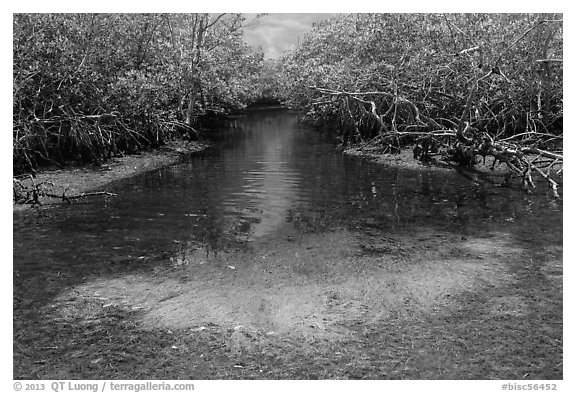 Stream lined up with mangroves. Biscayne National Park, Florida, USA.