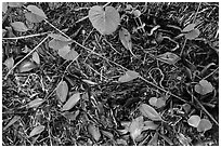 Fallen mangrove leaves, beached seagrass. Biscayne National Park, Florida, USA. (black and white)