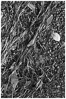 Beached seagrass, mangrove leaves, and gravel. Biscayne National Park, Florida, USA. (black and white)